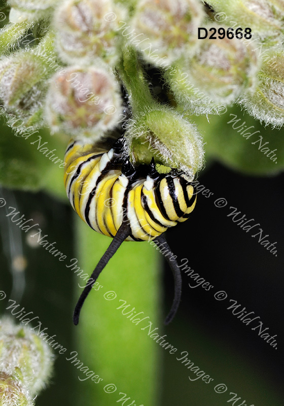 Monarch (Danaus plexippus)